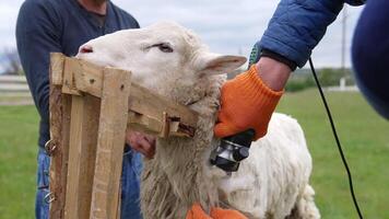Sheep is cutting by electric clipper. Shearing sheep is process by which woollen fleece of sheep is cut off. Adult sheep is shorn once each year. video
