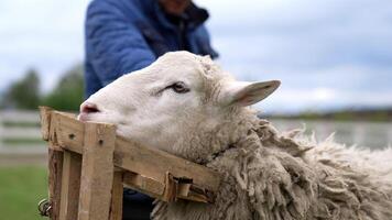 Face of a tied sheep on a farm. Shearing sheep. Beautiful white animal standing while shearing wool fleece of a sheep. Close-up. video