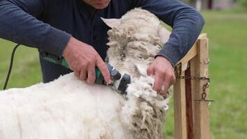 Man is cutting soft wool from sheep. Farmer is shearing sheep by a professional electric machine for production of fleece wool outdoors. video