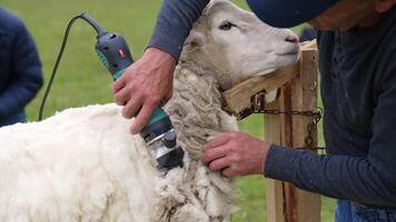 Shearer sheep working on a farm. Shearing process by which woollen fleece of sheep is cut off. Fleece of sheep is shorn by a farmer. Close-up. video
