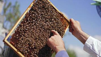 Beekeeper touching bees on frame with bare hands. Honey frame with bees in apiarist's hand. Apiculture process. Close-up. video