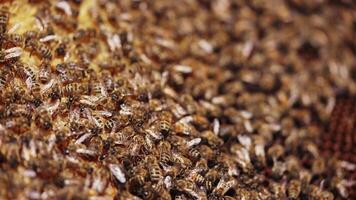 Bees amassed and swarming together on a frame. Honey insects crawling on a honeycomb. Busy bees working on a honeycomb. Macro shot. video
