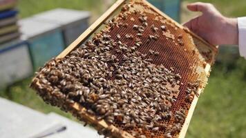Honey bees crawling on a frame. Apiarist holding frame with bees making honey. Bees frame in beekeeper's hands. Close-up. video