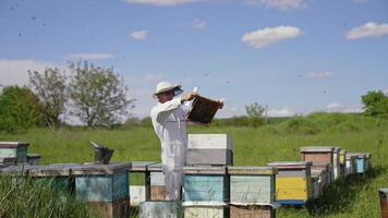 Apiarist examining bees on a farm. Frame is full of bees in beekeeper's hands in sunny day. Bee master in white suit and protective hat near wooden beehives in nature. video