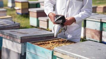 Bee chimney in beekeeper's hands. Apiarist in white suit uses smoker to calm bees in a beehive before looking inside. Beekeeping concept. video