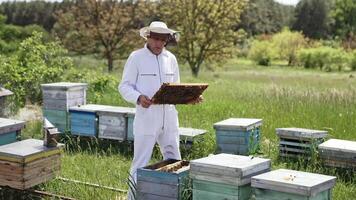 Beekeeper in white safety suit examining bees. Professional apiarist holding frame full with bees in the apiary on green nature background. video