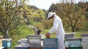 Organic beekeeping. Professional beekeeper in white suit and protective hat inspecting bees on apiary in summer. Chimney with smoke on a hive. Profile view. Slow motion. video