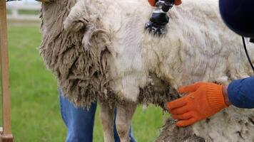 Professional cutting machine shearing sheep. Process of shearing sheep on a farm by electric clipper. Farmer cutting wool on a sheep. Close-up. video