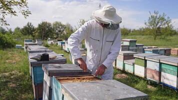 Apiarist taking out frame with honeycomb from a hive. Professional beekeeper in white suit and hat working on apiary among summer nature. video