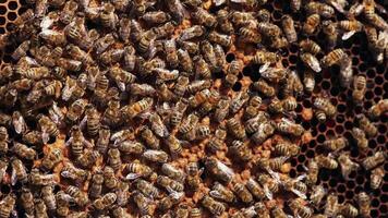 Honey insects crawling writhing on a frame. Bees packing up honey on a honeycomb. Busy bees working. Close-up. video