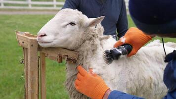 Ecological wool is cutting off from sheep. Beautiful sheep standing on a farm while farmer shearing wool with electric clipper machine. video