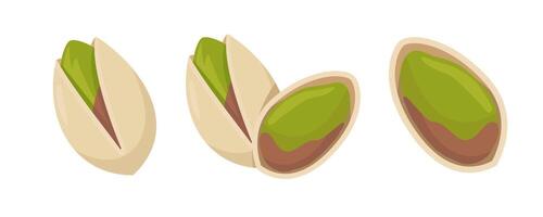 Fresh pistachio nuts in various stages of opening vector