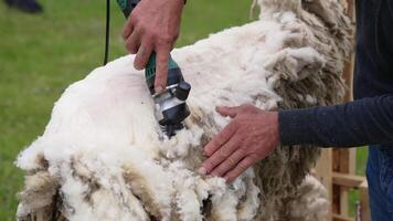 Shearing sheep on a farm. Soft wool is cutting by a special equipment for shearing sheep. Farmer is cutting wool from sheep outdoors. video