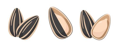 Assorted sunflower seeds in various orientations vector