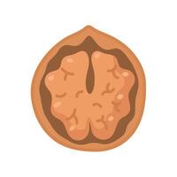Walnut isolate on white background vector