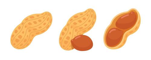 Illustrations of Peanuts in Shell and Kernels vector