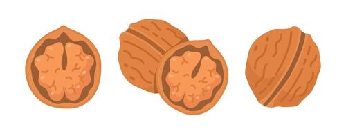 Freshly cracked walnuts on a white background vector