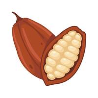 cocoa pod and half open cocoa pod vector