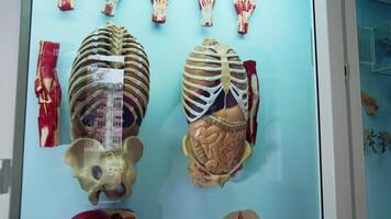Artificial model of internal organs. Anatomical model of the person's body. Medical phantom. Dummy of internal organs. Close-up. video