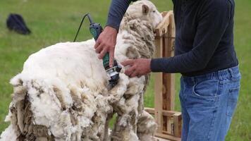 Worker shearing beautiful sheep. Farmer uses electric clipper to cut sheep's wool on the farm. Production of soft ecological wool. video