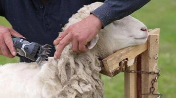 Shearer cutting wool. Worker shearing a sheep with electric clipper. Beautiful sheep standing calm while its wool is shearing by a farmer. Close-up. video