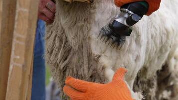 Farmer's hands in gloves shearing sheep. Electric clipper is cutting wool from the sheep. Close-up. Ecological production of wool. video