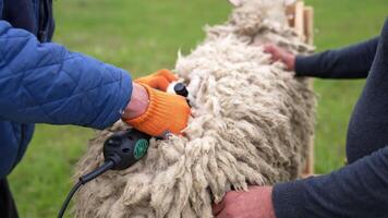 Man shearer shearing sheep. Process by which wool fleece of a sheep is cut off. Electric professional sheep manual hair clipper. video