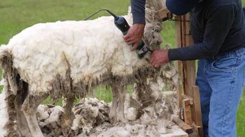 Farmer shearing white sheep. Soft wool of a sheep is cutting by a worker with a special electric machine outdoors. Shearing sheep for production of wool fleece. video