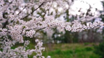 Branch with bloom spring flowers. Beautiful blooming cherry tree in spring. The wind swinging blossom branches in the garden on blur background. video