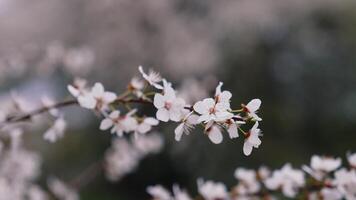 Cherry branch with flowers in spring bloom. Beautiful Japanese branch with blossoms. White flowers of a cherry branch on dark background. video