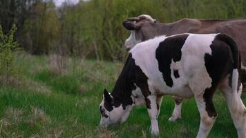 Calf and a cow in nature. Beautiful white and black calf grazing grass next to the brown cow on pasture in summer. video