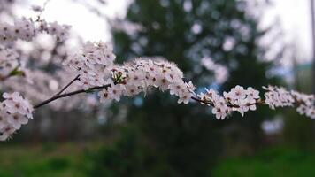 Cherry branch with flowers in spring bloom. Beautiful tree branch with cherry blossoms. Lovely white flowers on a tree. Blurred background. video