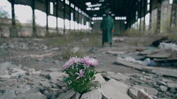 Beautiful flowers grow in abandoned place. Bunch of flowers in stones on the background of a man in protective suit in ruined place. Environment in danger. video
