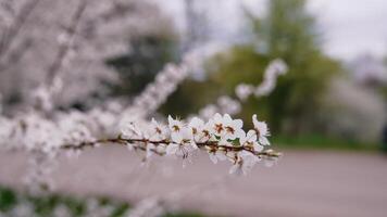 Flowers with white petals of a cherry branch. Blossom tree branch in spring time on blur background. Close-up. video