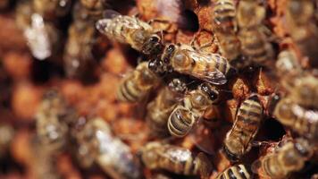 Busy bees working fluttering wings on a honeycomb. Bees packing honeycomb full of organic honey. Macro shot. video