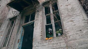 Ecologist inside the ruined building. Scientist in safety gas mask looking out of the window from abandoned building. Flowers in flower pot in window sill. video