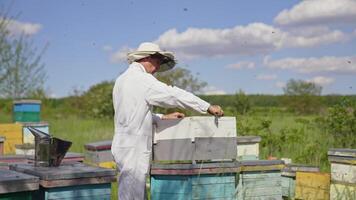 Beekeeper at work on the apiary. Beekeeper holds a honey frame with bees in hands. Man apiarist taking out frame with bees from the hive. video