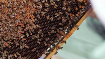 Busy bees crawling on a frame with honey. Honeycomb full of bees. Beekeeper inspecting honeycomb with bees at apiary. Close-up. video