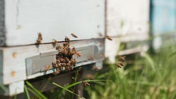 Bee activity at the entrance of the hive. Many bees carrying pollen and honey into the beehive. Bees flying into a wooden hive. Close-up. video