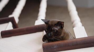 Amazing burmese kitten on stairs. Funny brown cat playing in the house. Head of a purebred kitten looks out from staircase trying to catch toy. video