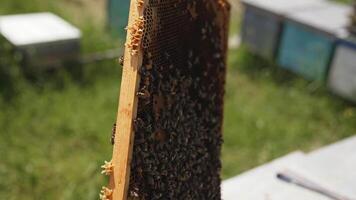 Frame with bees and honey. Apiarist holding a honey frame with insects crawling and working. Close-up. Beekeeping concept. video