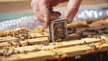 Beekeeping process. Beekeeper's hand putting small box with a queen bee into the hive. Busy bees crawling on frames in a hive. Close-up. Apiculture concept. video