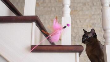 Funny cat on stairs. Brown burmese kitten looking on a toy feather and trying to catch it. Shorthair cat playing in the house. video