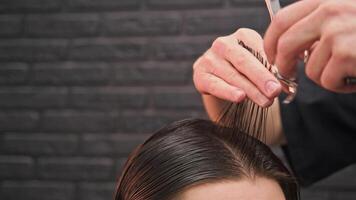 Bartender puts brunette man's hair in an even parting in middle of his head to separate curls and trim them with sharp scissors video