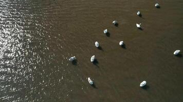 Aerial view of a group of swans on a lake. Swans swimming in the lake during a sunny spring day. video