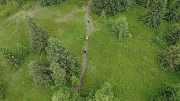 Aerial drone view of people walking along a forest trail. Top view aerial drone flight over people walking along a forest path. video