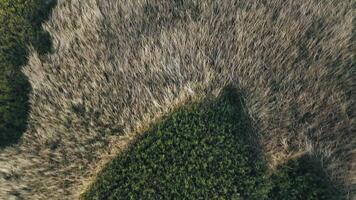 Bird's eye view of a thicket of reeds at sunset. Aerial view of the reed plantation. Plantation of green and dry reeds, ready for harvest. video