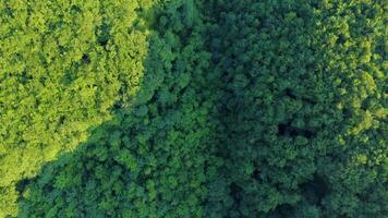 Aerial top view of green deciduous forest on a summer day. Bird's eye view of green deciduous forest. video