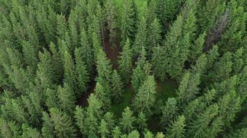 Aerial view of a clearing in a coniferous forest in the middle of a summer day. Drone footage of treetops in a coniferous forest. Clearing in the woods video