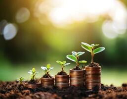 Money and plants growing on coins in the garden photo